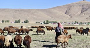 Devlet desteğiyle aldığı 100 koyunu, kadın eliyle 400'e çıkardı