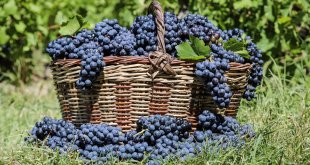 Erciş üzümünün üretimi yeni bağlarla yaygınlaştırılıyor