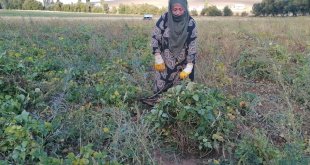 Erzurum'un tescilli Hınıs fasulyesinin hasadına başlandı