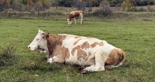 Posoflu üniversite mezunu Yeşim, hayvancılıkta köyüne örnek olmak istiyor