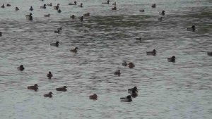 Yüzlerce yeşilbaş yaban ördeği Kars Çayı'nda