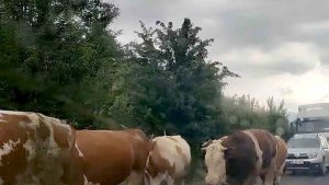 Valilikten karayollarına çıkan büyükbaş hayvan sahiplerine uyarı