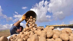 Türkiye'nin patates ambarlarından Ahlat'ta hasat başladı