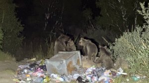 Aç ayılar karavanlara dadandı