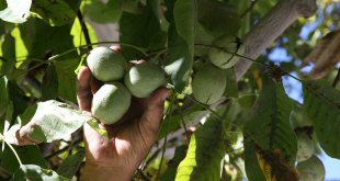 Bitlis'te ceviz üretiminin 150 bin fidanla artırılması hedefleniyor