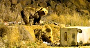 Bozayılar havalar soğuyunca ormandan çıkıp Sarıkamış ilçe merkezine indi