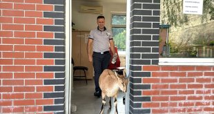 Baraj sahasını mesken tutan yavru dağ keçisini biberonla besliyorlar