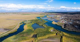 Iğdır'da yapılan gözlemlerde bugüne kadar 348 kuş türü tespit edildi