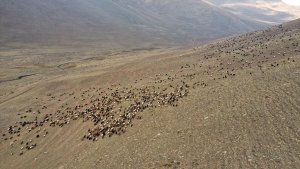 Ağrı'nın soğuk dağlarında üç kardeşin 3 bin koyunla çobanlık mücadelesi