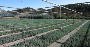 Doğu Anadolu'nun bozkır toprakları dikilen milyonlarca fidanla yeşerecek