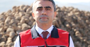 Erzurum'da şeker pancarının ekim alanı 5 yılda yüzde 35 arttı