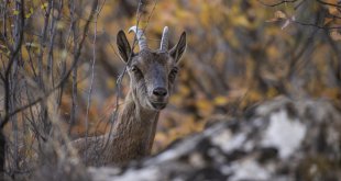 Munzur Vadisi Milli Parkı'nda yaban keçileri görüntülendi