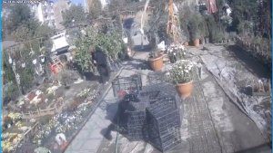 Önce inceledi, ardından şalının altına koyup kaçtı