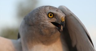 GRAFİKLİ - Uydudan izlenen bozkır delicesi sayısında Iğdır'daki merkez dünyada ilk sırada