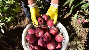 Ahlat elmasına iç piyasada yoğun talep