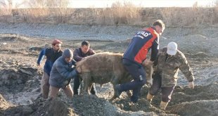 Ağrı'da kuma saplanan 3 büyükbaş hayvanı AFAD ekipleri kurtardı