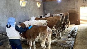 Erzincan'da büyükbaş hayvanlar şap hastalığına karşı aşılanıyor