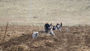 Köyüne dönen emekli memur yetiştirdiği mor patatesle Ağrı tarımına çeşitlilik getirdi