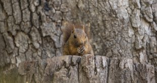 Munzur Vadisi'nin sevimli sakinleri sincaplar kış hazırlığında