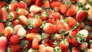 Elazığ'da kasım ayında çilek hasadı