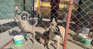 Adilcevaz'da kurulan merkez, sahipsiz köpeklere "yuva" oldu
