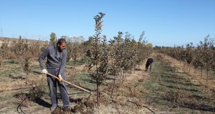 Devletten aldığı destekle 30 dönümlük arazisine 3 bin 500 fidan dikti