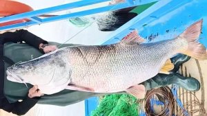 Elazığ'da balıkçının ağına 46 kiloluk turna balığı takıldı