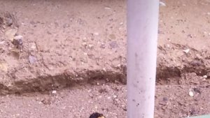 Elazığ'da nesli tükenme tehlikesi altında olan benekli semender görüntülendi