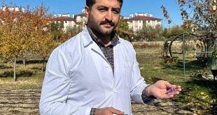 Van'da deneme amaçlı ekilen "altın bitki" safran kentin iklimine uyum sağladı