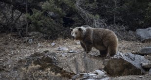 Munzur Vadisi'nde bir bozayı ormanda yiyecek ararken görüntülendi