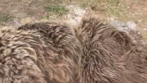 Muş'ta yaralı ayı tedavi altına alındı