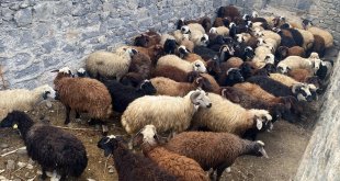 Kars'ta maskeli iki kişi tarafından çalınan küçükbaş hayvanların 69'u bulundu