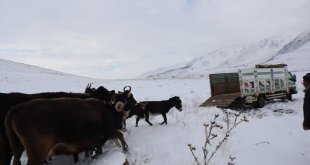 Iğdır'da büyükbaş hayvanlarıyla karda mahsur kalan vatandaşlar kurtarıldı