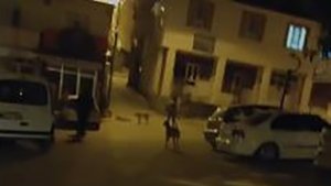Sokak köpekleri vatandaşları canından bezdirdi
