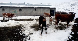 Iğdır'ın dağ köylerindeki besicilerin zorlu kış mesaisi başladı