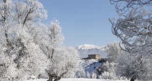 Kırağı tutan ağaçlar karla kaplı Munzur Vadisi Milli Parkı'na güzellik kattı