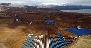 Çevresi karla kaplı ovada brandalar altında üzüm hasadı yapılıyor