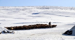 Ağrı'da besicilerin zorlu kış mesaisi başladı