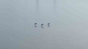 Van'da dereler dondu, ağaçlar kırağı tuttu