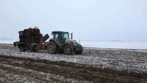 Muş'ta kar altında şeker pancarı hasadı
