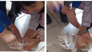 Soğukta okula sığınan kediye öğrenciler sahip çıktı