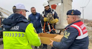 Muş'ta elektrik tellerine sıkışan yaralı puhu ekiplerce kurtarıldı