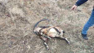 İyi Parti Milletvekili Karaman'a yasak av cezası