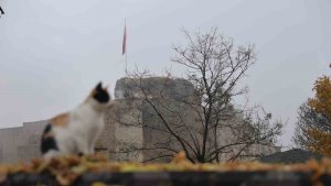Medeniyetler beşiği Harput'ta 'kedili' manzaralar