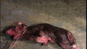 Elazığ'da dünyaya gelen buzağı ilginç görüntüsüyle şaşırttı