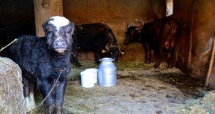 Iğdır'da manda sayısı geçen yıla oranla yüzde 80 arttı