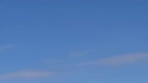 Patnos'ta domuz sürüsü görüntülendi