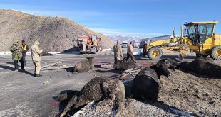 Ağrı'da büyükbaş hayvan yüklü tır devrildi: Çok sayıda hayvan telef oldu