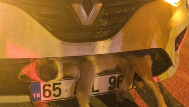 Van'da otomobilin çarpması sonucu tampona sıkışan köpek kurtarıldı