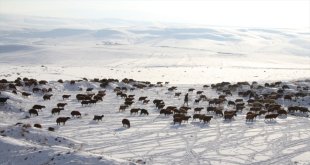Ağrı'da buzla kaplanan Murat Nehri dronla görüntülendi